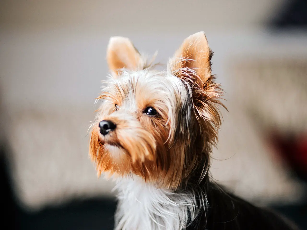 Shallow focus photography of Yorkshire terrier